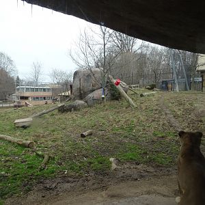 African Lion Exhibit