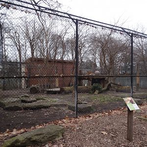 Amur Tiger Exhibit