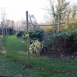 Ring-tailed lemur enclosure 260124