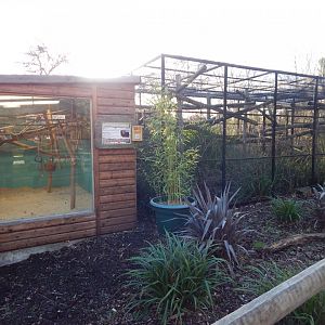 Golden-headed lion tamarin enclosure 260124