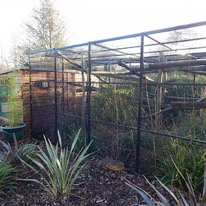 Golden-headed lion tamarin enclosure 260124