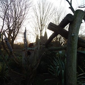 Nepalese red panda enclosure 260124