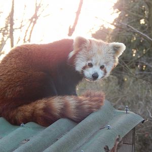 Nepalese red panda 260124