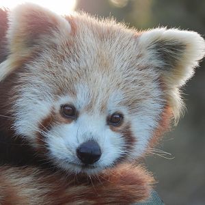 Nepalese red panda 260124