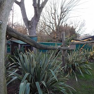 Nepalese red panda 260124