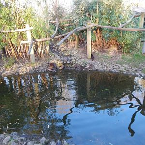 Asian small-clawed otter and Binturong enclosure 260124