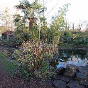 Asian small-clawed otter and Binturong enclosure 260124