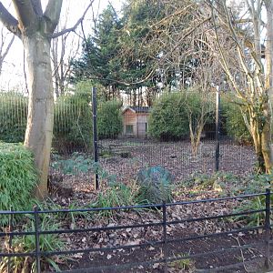 Bush dog enclosure 260124