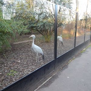 Blue crane enclosure 260124