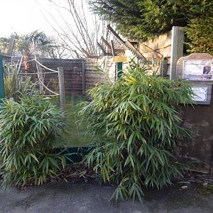 Lac Alaotra gentle lemur enclosure 260124