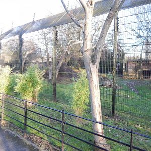 Northern lynx enclosure 260124