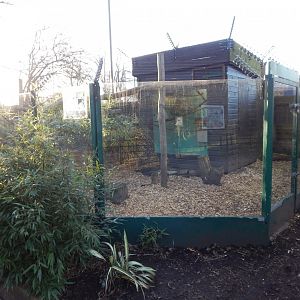 Common squirrel monkey/Patagonian mara enclosure 260124