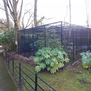 Golden lion tamarin enclosure 260124