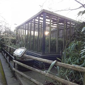 Goeldi's monkey enclosure 260124