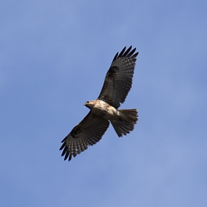 Eastern Buzzard ~ Imperial Palace