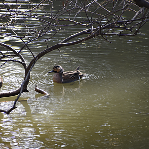 Baikal Teal ~ Imperial Palace