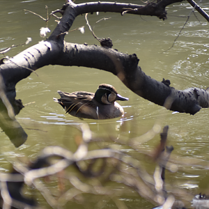 Baikal Teal ~ Imperial Palace