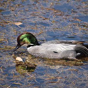 Falcated Duck ~ Imperial Palace