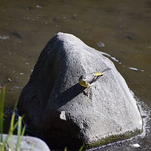 Grey Wagtail ~ Imperial Palace