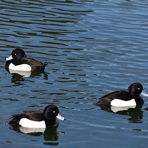 Tufted Duck ~ Imperial Palace