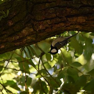 Japanese Tit ~ Imperial Palace