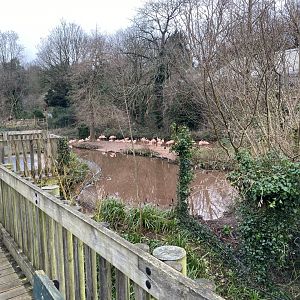 Chilean flamingo enclosure 050224