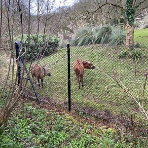 Eastern bongo enclosure 050224