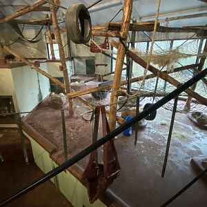 Bornean orangutan enclosure 050224