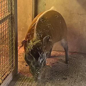 Red river hog 050224