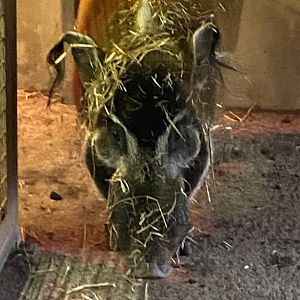 Red river hog 050224