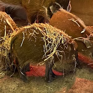 Red river hog juveniles 050224