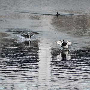 Tufted Ducks ~ Imperial Palace