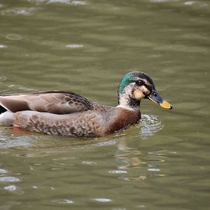 Spot Billed Duck x Mallard Hybrid ~ Arisugawa Park