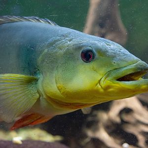 Fish ID - Mořský svět (Sea world) Praha 2021