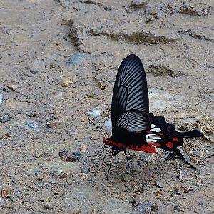 Pachliopta aristolochiae