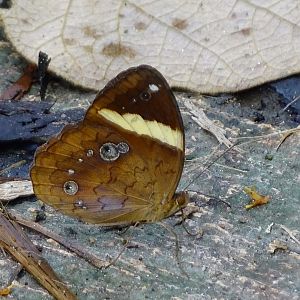 Xanthotaenia busiris