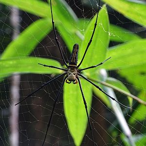 Nephila pilipes