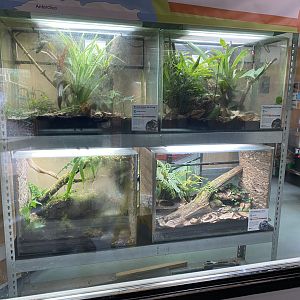 Amphibian Ark - Poison dart frog exhibits 050224