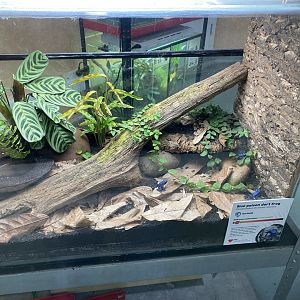 Amphibian Ark - Blue poison dart frog exhibit 050224