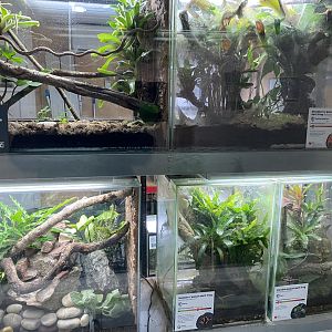 Amphibian Ark - Poison dart frog exhibits 050224