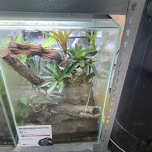 Amphibian Ark - Variable poison dart frog exhibit 050224