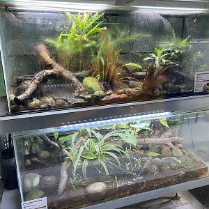 Amphibian Ark exhibits 050224