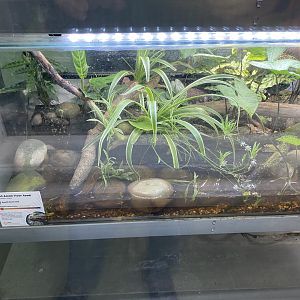 Amphibian Ark - Giant Asian river toad exhibit 050224