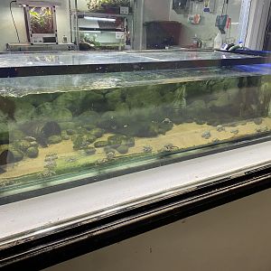 Amphibian Ark - Titicaca water frog exhibit 050224