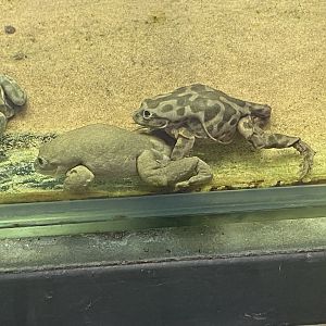 Amphibian Ark - Titicaca water frogs 050224
