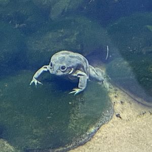 Amphibian Ark - Titicaca water frog 050224