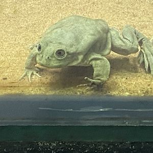 Amphibian Ark - Titicaca water frog 050224