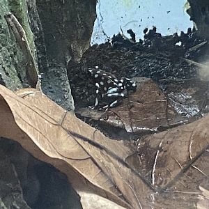 Amphibian Ark - Maranon poison frog 050224