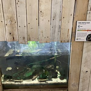 Amphibian Ark - Laos warty newt exhibit 050224