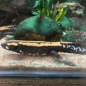 Amphibian Ark - Laos warty newt 050224